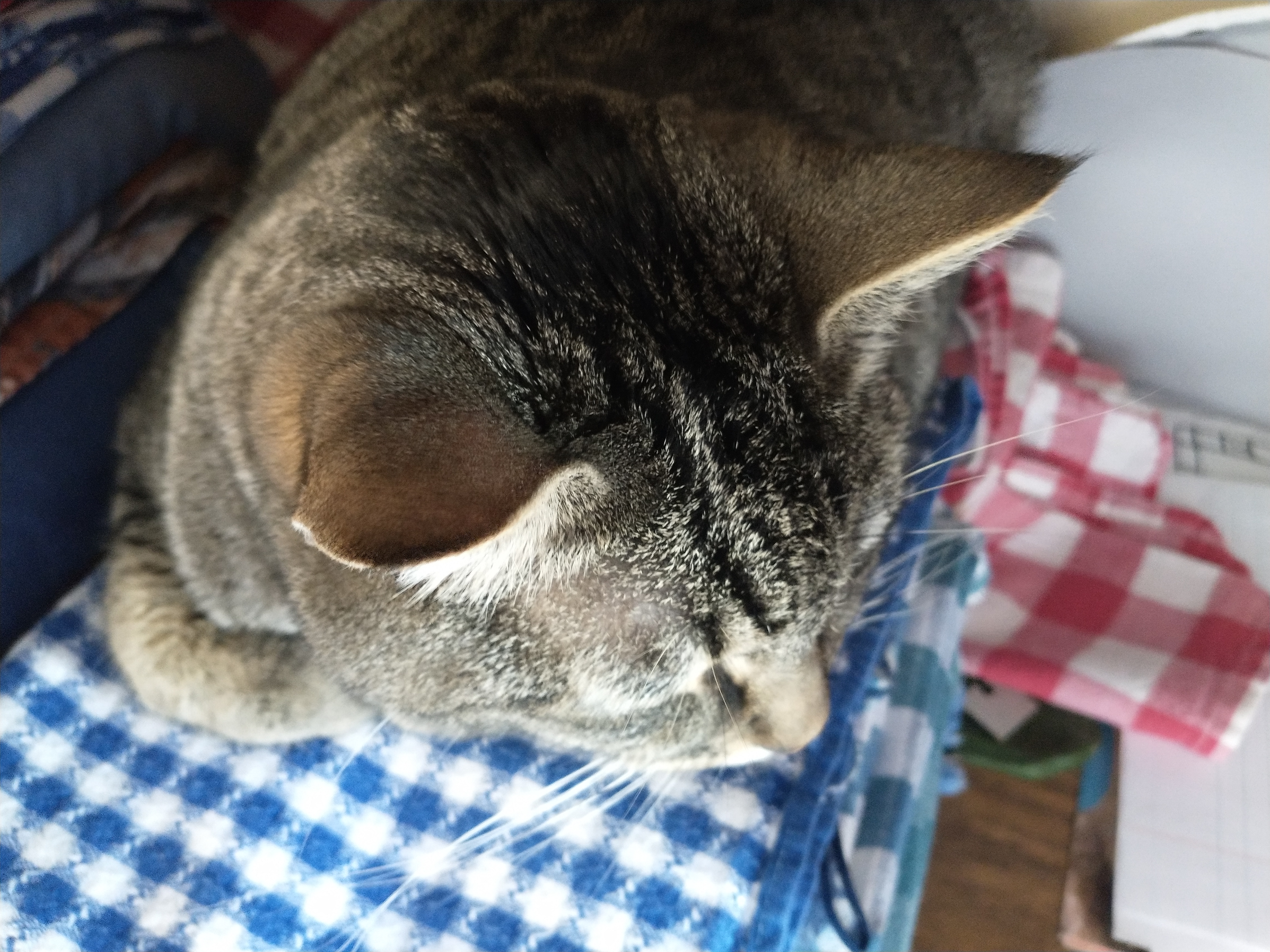 Fibby on tablecloths.jpg