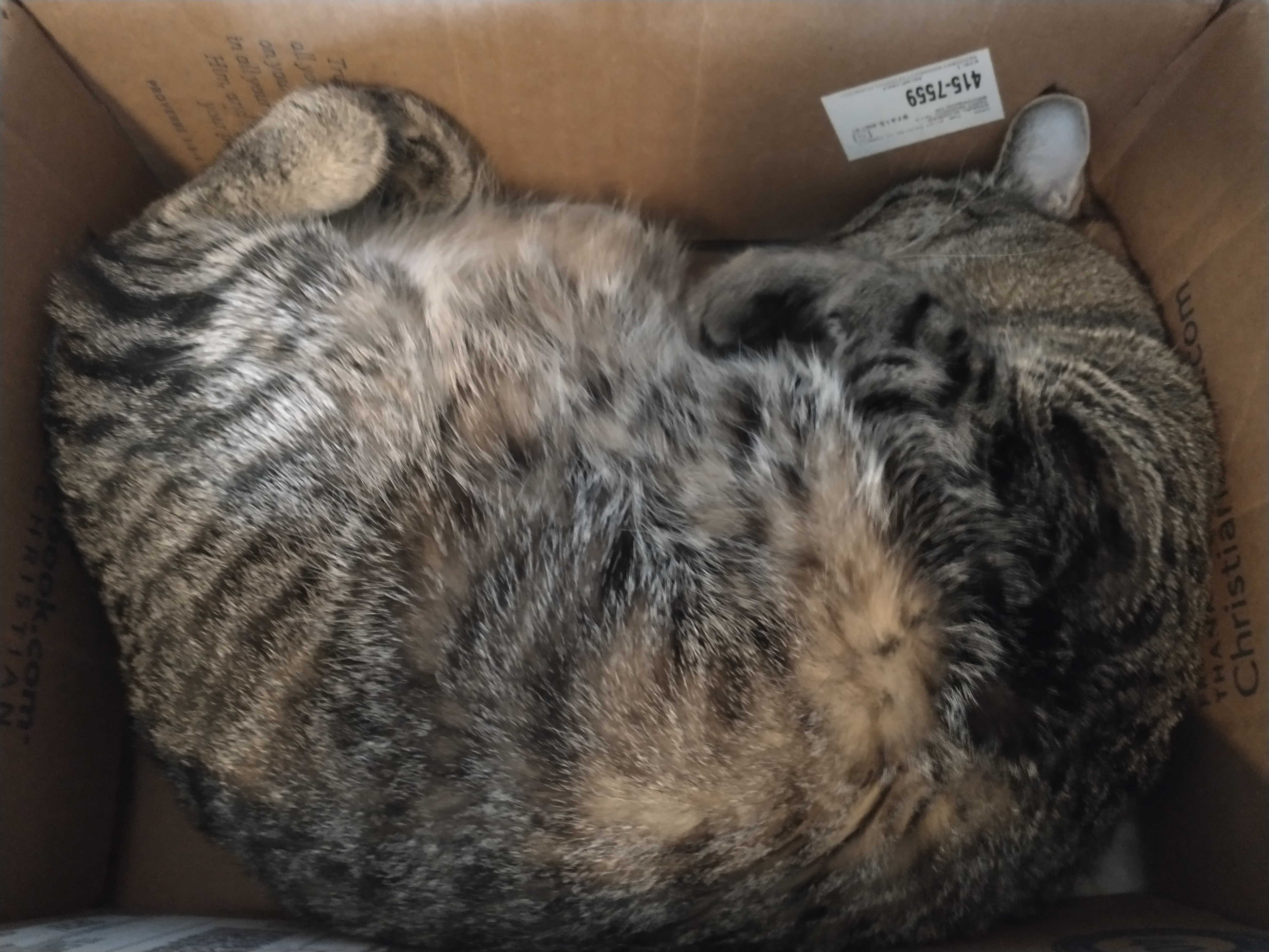 Fibby in box.jpg